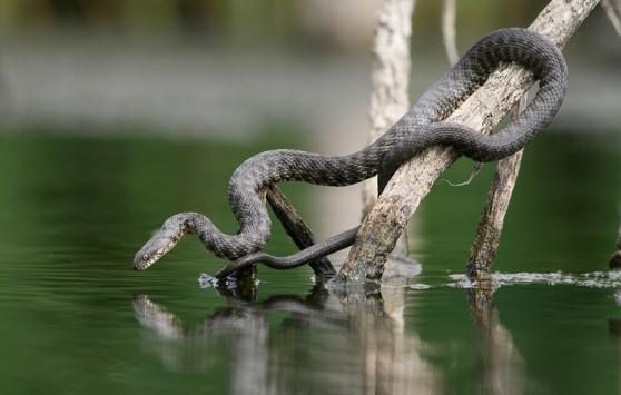 Ջրային օձ -ոչ թունավոր