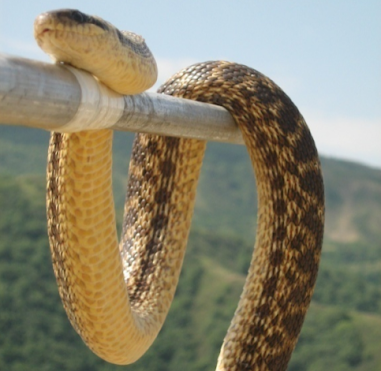 Շահմար-Դեղնափոր օձ