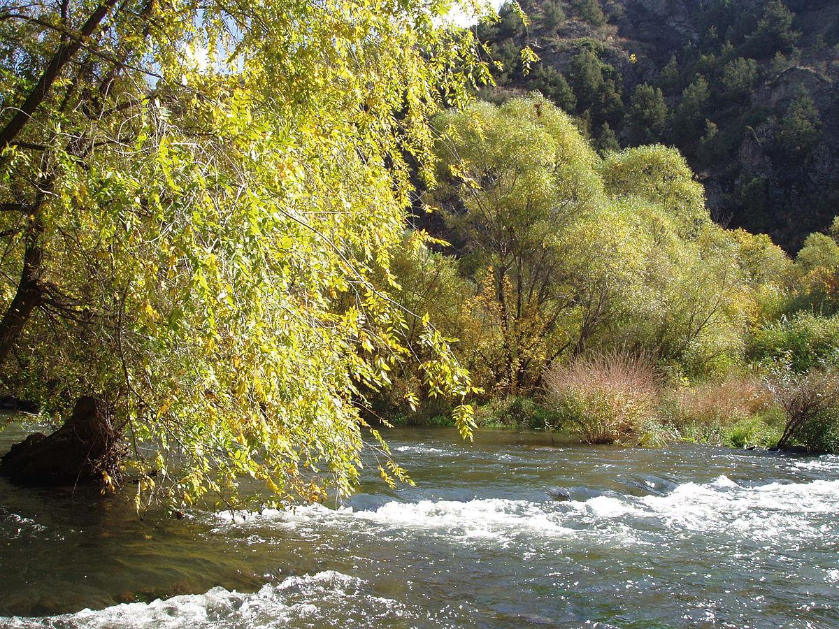Արփա/